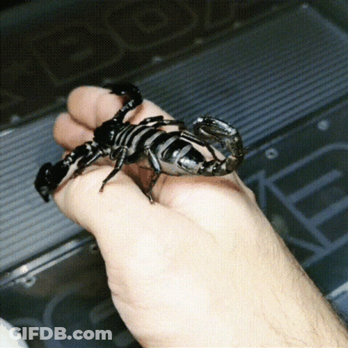 Black Poisonous Scorpion Get Over Here GIF