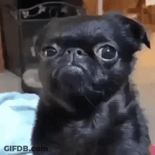 Black Pug On Bed Looking At Camera GIF
