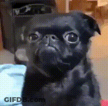Black Pug With Big Eyes Looking At Camera GIF