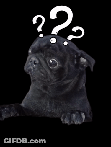 Black Pug With Question Mark Above Head GIF