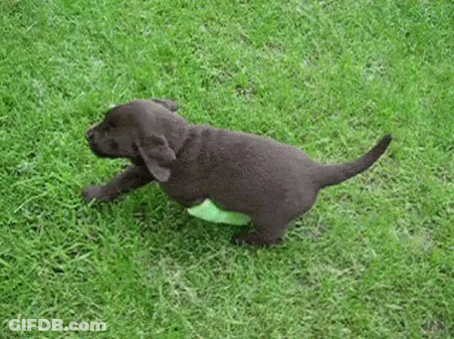 Black Puppy Playing With Green Frisbee GIF