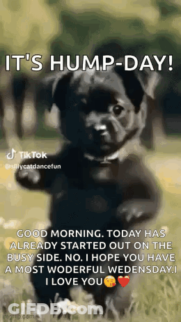 Black Puppy Standing Hind Legs It's Hump Day GIF