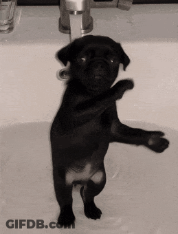 Black Puppy Standing In Sink With Paws Up GIF