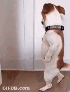 Black Puppy Standing In Sink With Paws Up GIF
