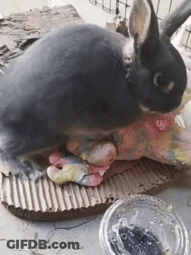 Black Rabbit Lying Next To Us Bowl GIF