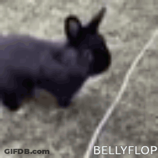 Black Rabbit Lying On Carpet GIF