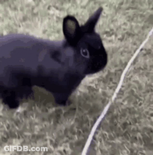 Black Rabbit Standing On Lush Green Field Next To Wire GIF