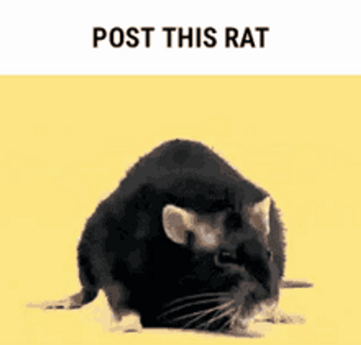 Black Rat Fast Push Up GIF