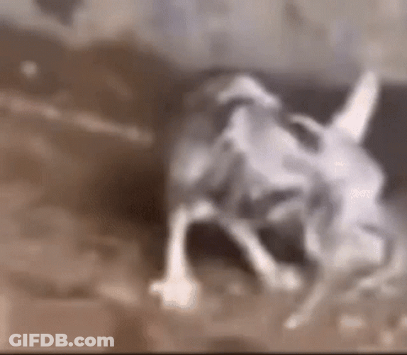 Black Rat Shivering GIF