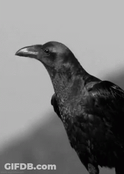 Black Ravens Croaking GIF