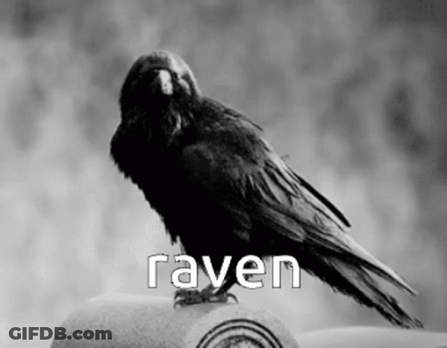 Black Ravens Searching GIF