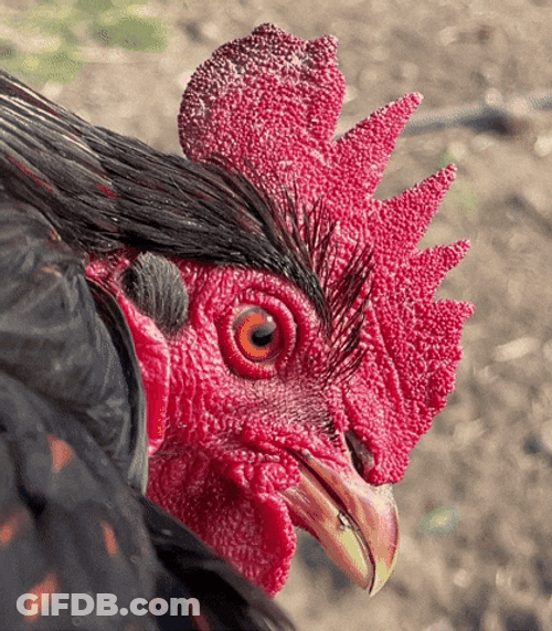 Black Rooster Crowing Blank Staring GIF