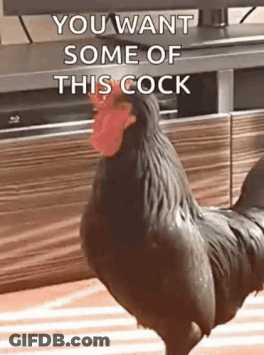 Black Rooster With Red Beak In Front Of TV Saying You Want Some Of This Cock GIF