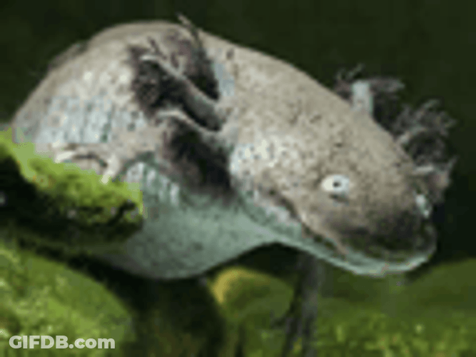 Black Scary Crazy Axolotl GIF