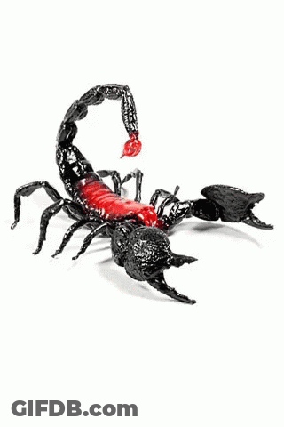 Black Scorpion With Red Tail GIF