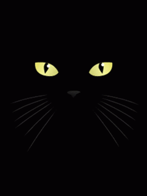 Black Screen Black Cat GIF