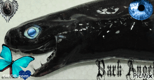 Black Shark With Blue Eyes Surrounded By Butterflies Dark Angel Picmix GIF