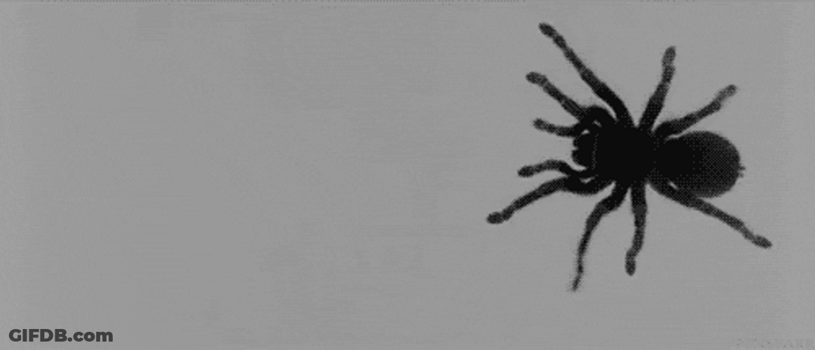 Black Spider Insect GIF