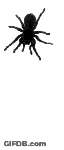 Black Spider Standing GIF