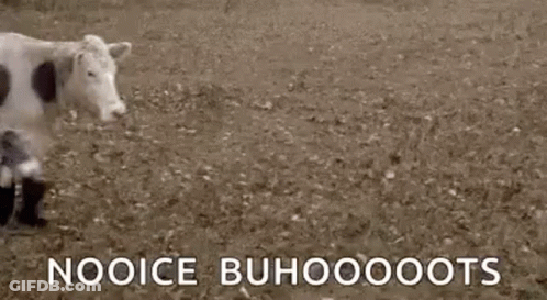 Black Spotted Cow Walking GIF
