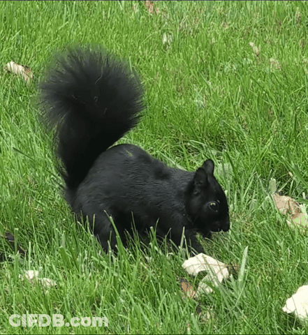 Black Squirrel Standing In Grass GIF