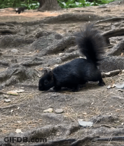 Black Squirrel Walking GIF