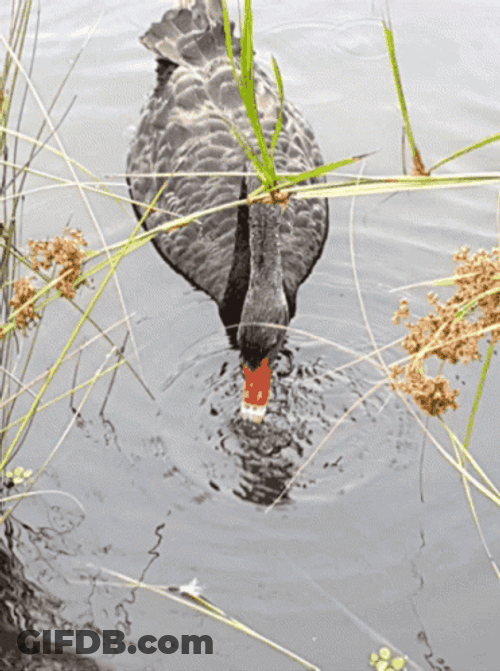 Black Swan Bird GIF