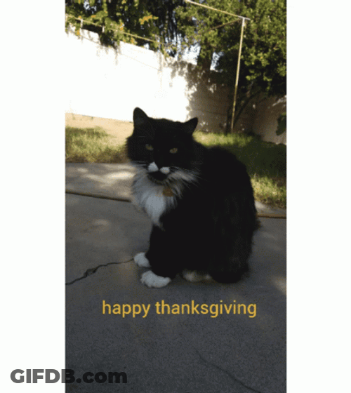 Black Thanksgiving Cat Stare Back GIF