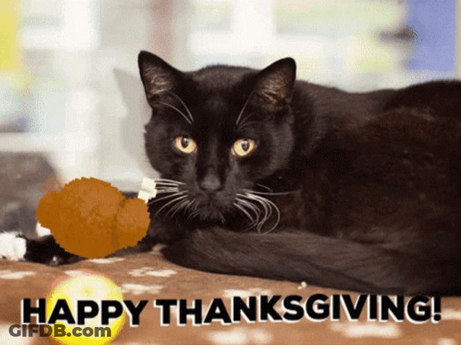 Black Thanksgiving Cat Staring GIF
