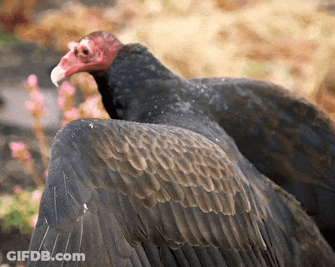 Black Vulture With Red And White Beak GIF