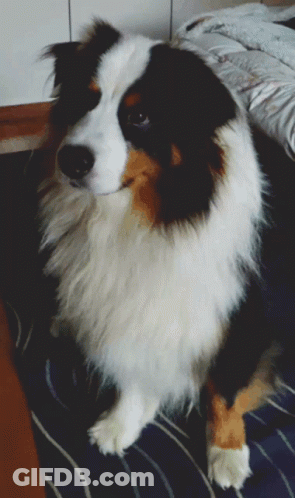 Black White And Brown Dog Laying On Blue Rug GIF