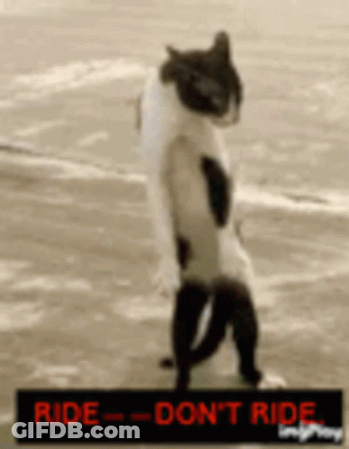 Black White Cat Ride - Don 'T Ride GIF