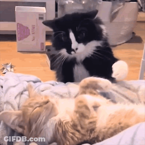 Black White Cat With Cat No 8 Box GIF
