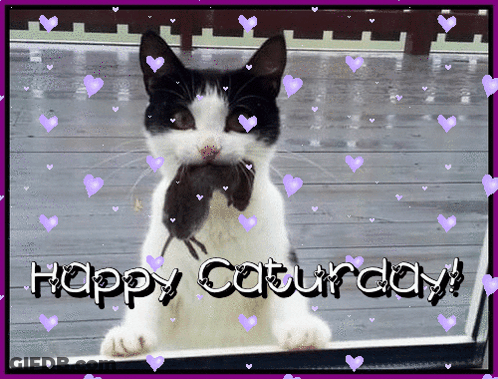 Black White Cat With Mouse In Mouth Happy Saturday GIF