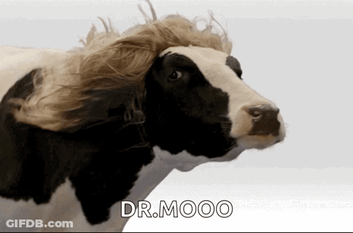Black White Cow With Wig Says Dr Mooo GIF