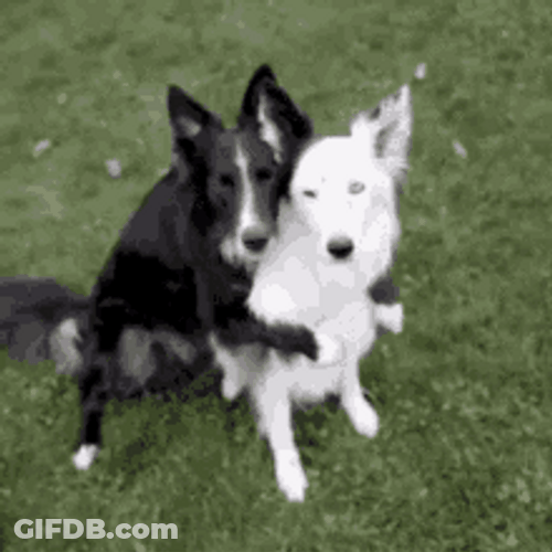 Black & White Cuddle Buddy Dog Hug GIF