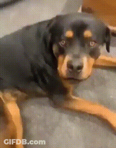 Black White Dog Riding Red White Spring Ride GIF