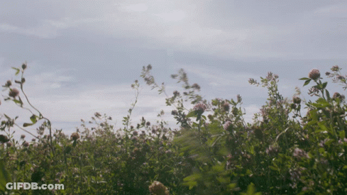 Black White Woman With Flower Crown Gazing Ocean GIF