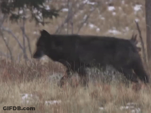 Black Wolf Walking Through Grassy Field GIF