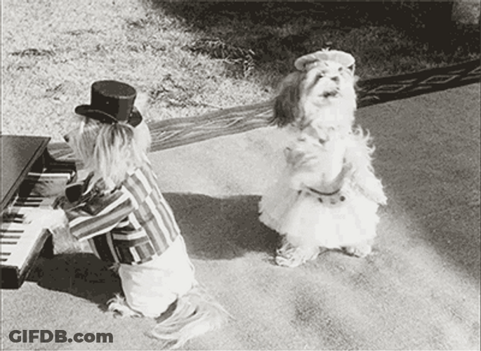 BlackAnd White Dancing Dog Party GIF