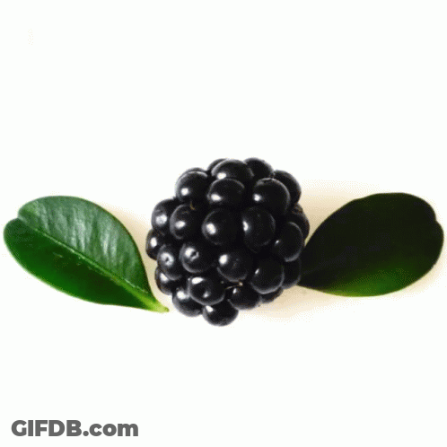 Blackberry With Two Green Leaves GIF