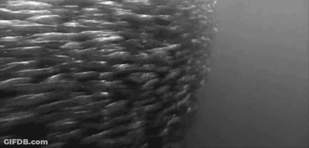 Blackfin Barracuda Fish Meme GIF