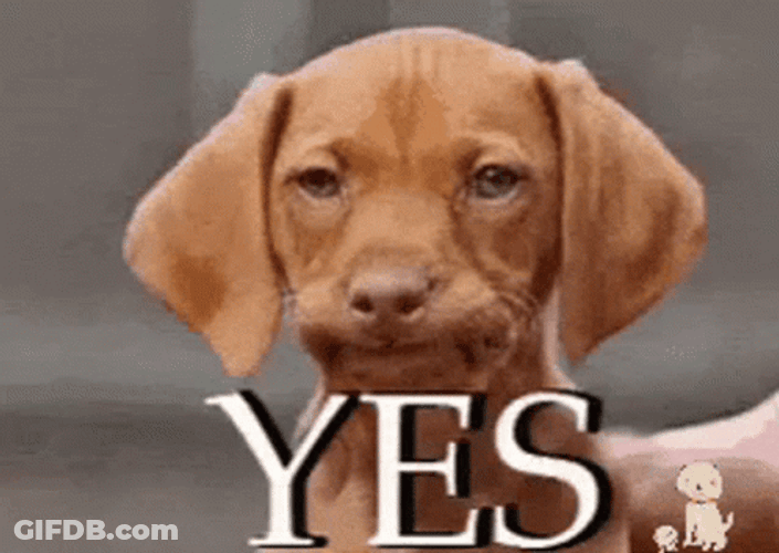 Blank Face Brown Dog Nodding Yess GIF