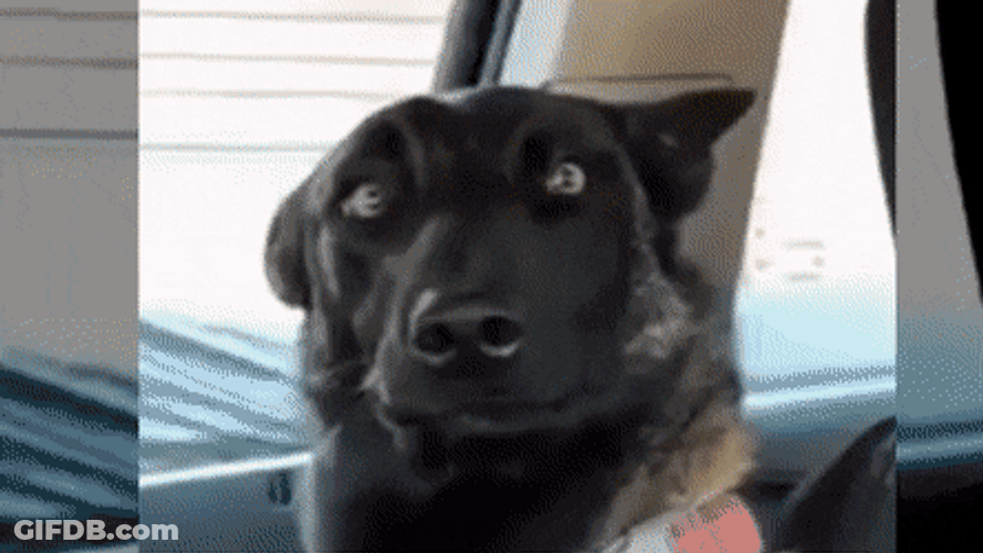 Blank Stare Funny Battle GIF