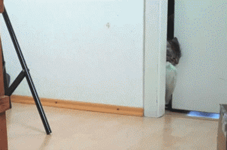 Blanket Thief Cat GIF