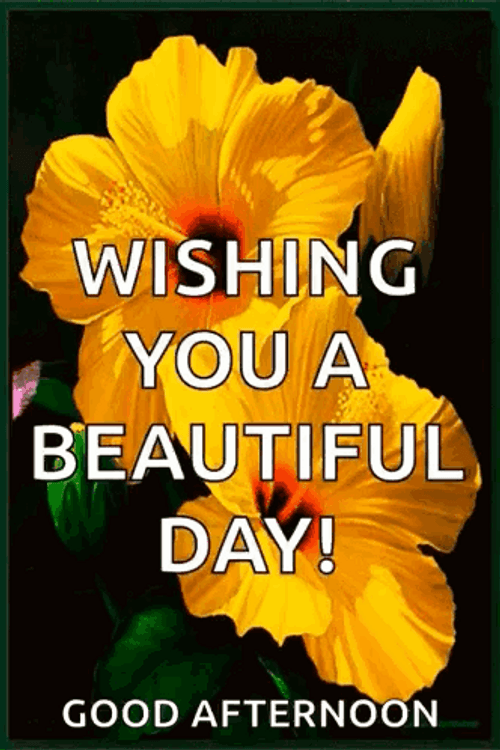 Blessed Day Yellow Hibiscus Flower GIF