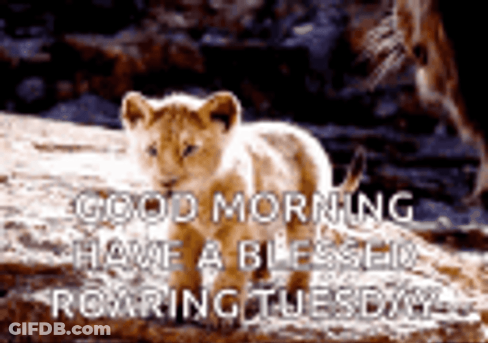Blessed Good Morning Lion Roar GIF