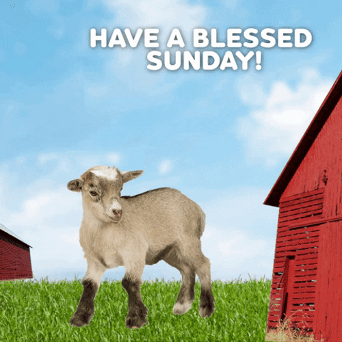 Blessed Sunday Adorable Sheeps Appearing GIF