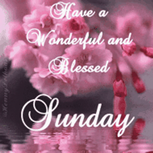 Blessed Sunday Pink Flowers On Water GIF