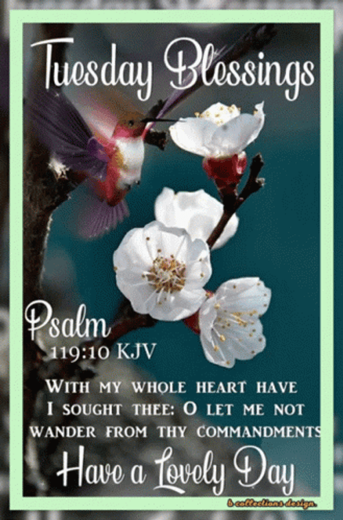 Blessed Tuesday White Flowers Bible Verse GIF